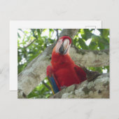 Colorful Red Parrot DIY Briefkaart (Voorkant / Achterkant)