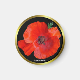 Colorful Red Poppy Magneet