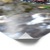 Colorful Rooster - Kauai, Hawaii Foto Afdruk (Hoek)