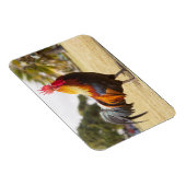 Colorful Rooster op Grass Magneet (Rechterzijde)
