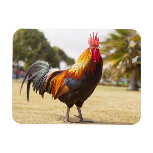 Colorful Rooster op Grass Magneet (Horizontaal)