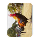 Colorful Rooster op Grass Magneet (Verticaal)