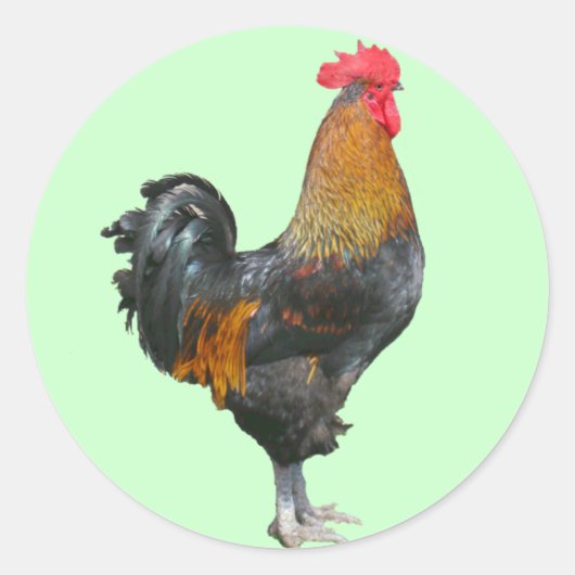 Colorful Rooster Stickers (Voorkant)