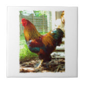 Colorful Rooster Tegeltje (Voorkant)