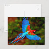 Colorful Scarlet Macaw tijdens de vlucht Briefkaart (Voorkant / Achterkant)