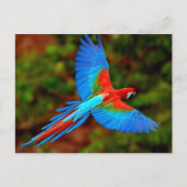 Colorful Scarlet Macaw tijdens de vlucht Briefkaart (Voorkant)