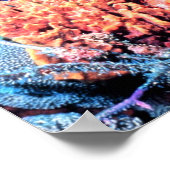 Colorful Sea Sponge Poster 15x15 (Hoek)