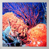 Colorful Sea Sponge Poster 15x15 (Voorkant)