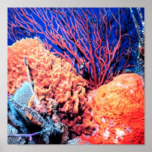 Colorful Sea Sponge Poster 15x15 (Voorkant)
