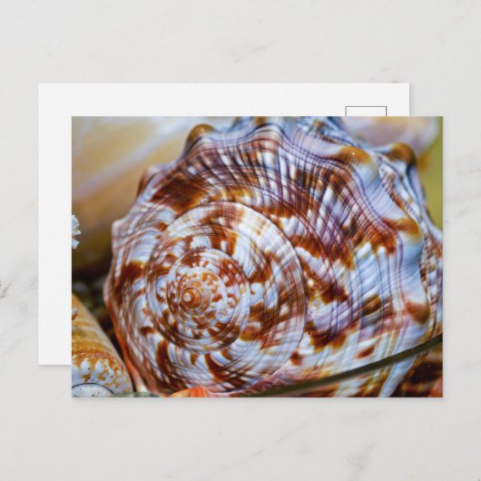 Colorful Seashell Briefkaart (Voorkant / Achterkant)
