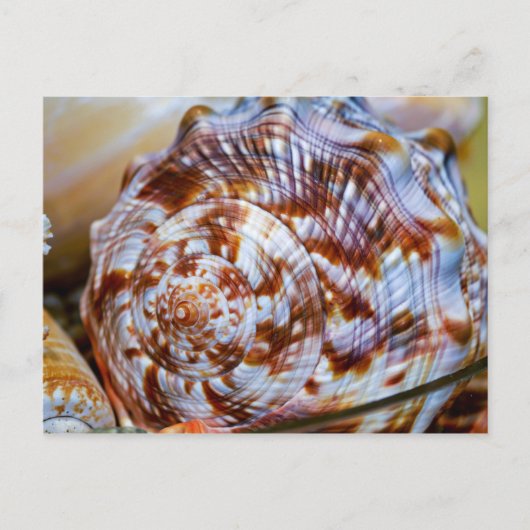Colorful Seashell Briefkaart (Voorkant)