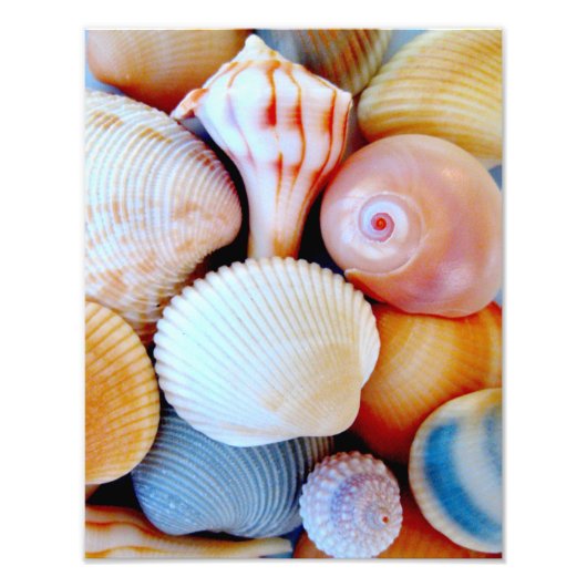 Colorful Seashell Collectie Foto Afdruk (Voorkant)