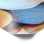 Colorful Seashell Collectie Foto Foto Afdruk (Hoek)