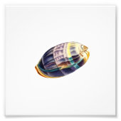 Colorful Seashell Zee Beach Nautical Foto Afdruk (Voorkant)
