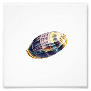 Colorful Seashell Zee Beach Nautical Foto Afdruk