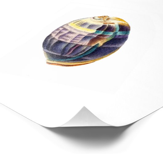 Colorful Seashell Zee Beach Nautical Foto Afdruk (Hoek)