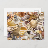 Colorful Seashells Briefkaart (Voorkant / Achterkant)