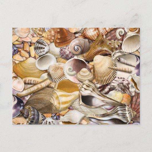 Colorful Seashells Briefkaart (Voorkant)