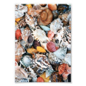 Colorful Seashells Foto Afdruk (Voorkant)