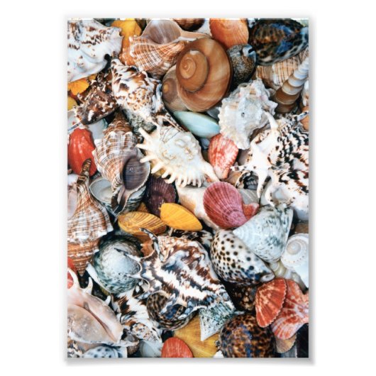 Colorful Seashells Foto Afdruk (Voorkant)