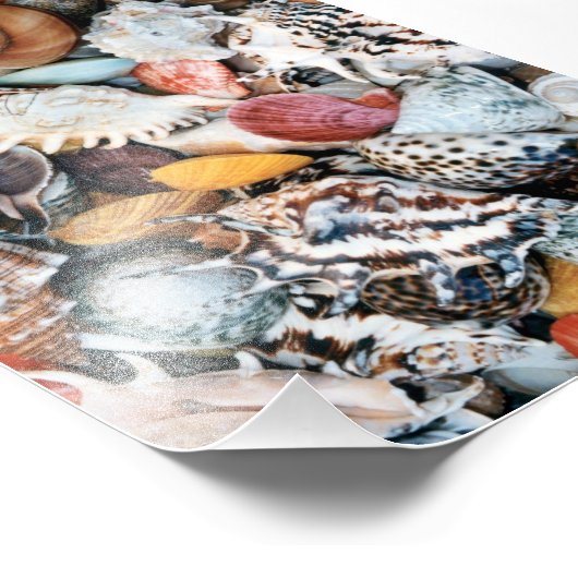 Colorful Seashells Foto Afdruk (Hoek)