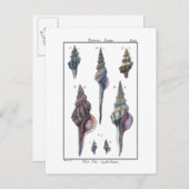 Colorful Seven Seashells Briefkaart (Voorkant / Achterkant)