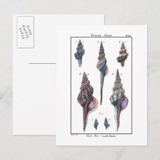 Colorful Seven Seashells Briefkaart (Voorkant / Achterkant)