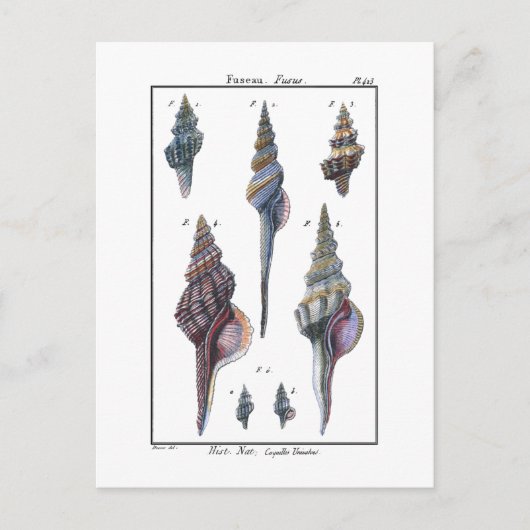 Colorful Seven Seashells Briefkaart (Voorkant)