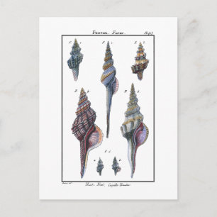 Colorful Seven Seashells Briefkaart