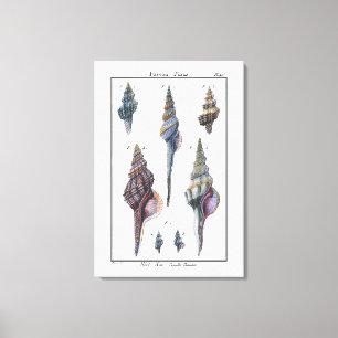 Colorful Seven Seashells Canvas Afdruk