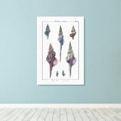 Colorful Seven Seashells Canvas Afdruk (Insitu (Houten vloer))