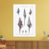 Colorful Seven Seashells Canvas Afdruk (Insitu (Woonkamer))