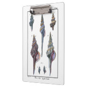 Colorful Seven Seashells Klembord (Links)