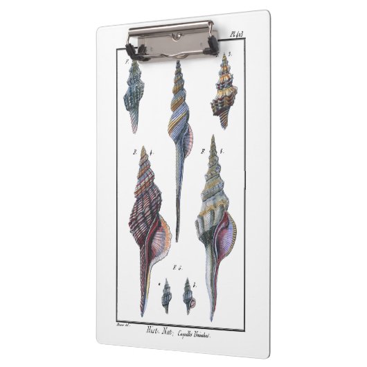 Colorful Seven Seashells Klembord (Links)