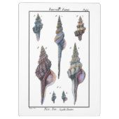 Colorful Seven Seashells Klembord (Achterkant)