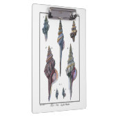 Colorful Seven Seashells Klembord (Rechts)