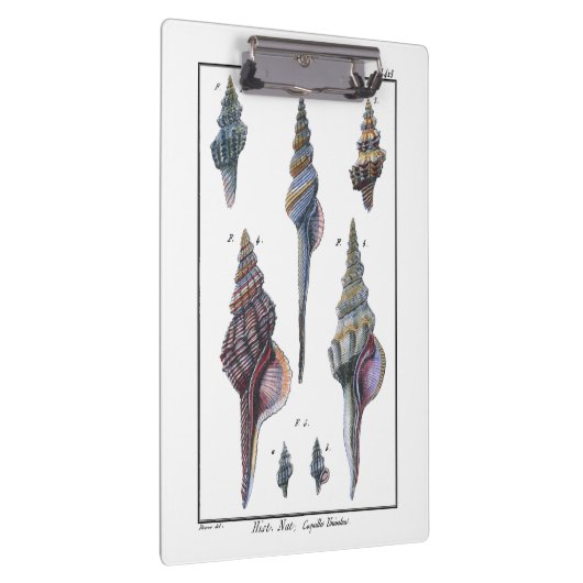 Colorful Seven Seashells Klembord (Rechts)