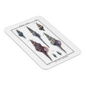 Colorful Seven Seashells Magneet (Rechterzijde)