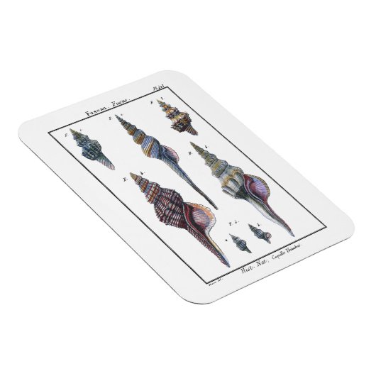 Colorful Seven Seashells Magneet (Rechterzijde)