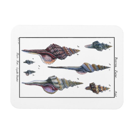 Colorful Seven Seashells Magneet (Horizontaal)