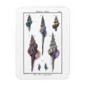 Colorful Seven Seashells Magneet (Verticaal)