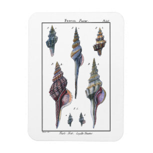 Colorful Seven Seashells Magneet
