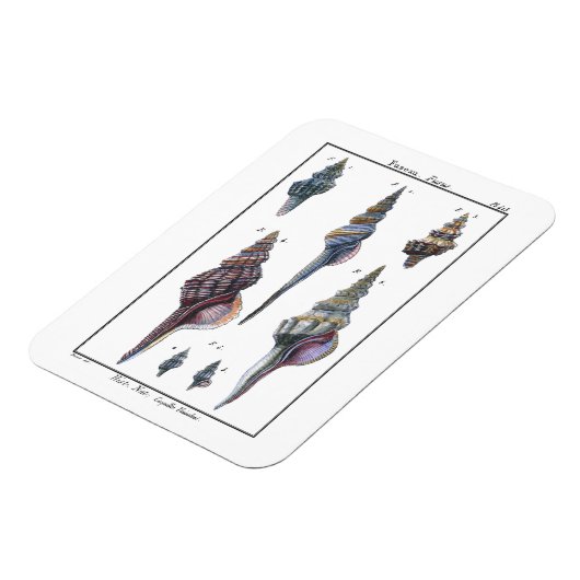 Colorful Seven Seashells Magneet (Linkerzijde)