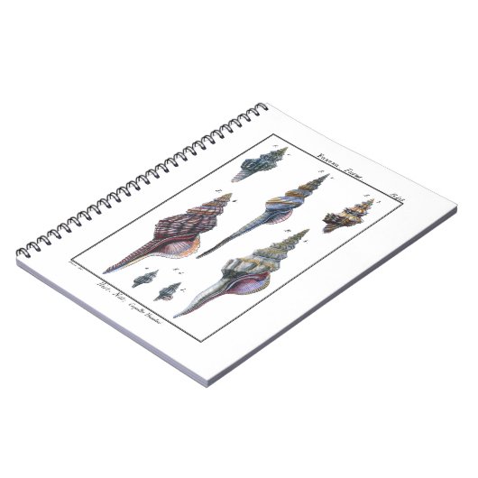 Colorful Seven Seashells Notitieboek (Linkerzijde)