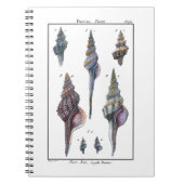 Colorful Seven Seashells Notitieboek (Voorkant)