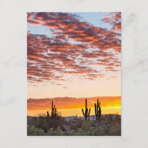 Colorful Sonoran Desert Sunrise Briefkaart