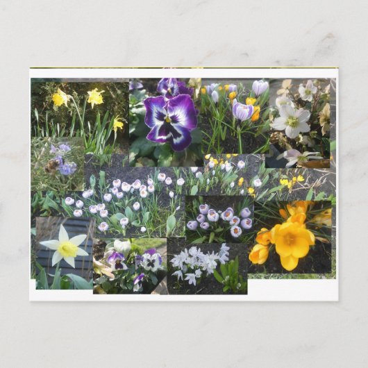 Colorful Spring Flowers Collage DIY Postcard Feestdagenkaart (Voorkant)
