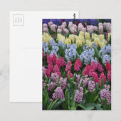 Colorful spring hyacinths briefkaart (Voorkant / Achterkant)