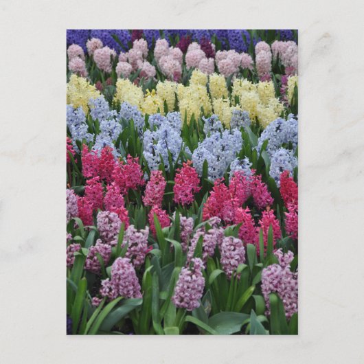 Colorful spring hyacinths briefkaart (Voorkant)