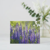 Colorful Spring Lupines... Briefkaart (Staand voorkant)